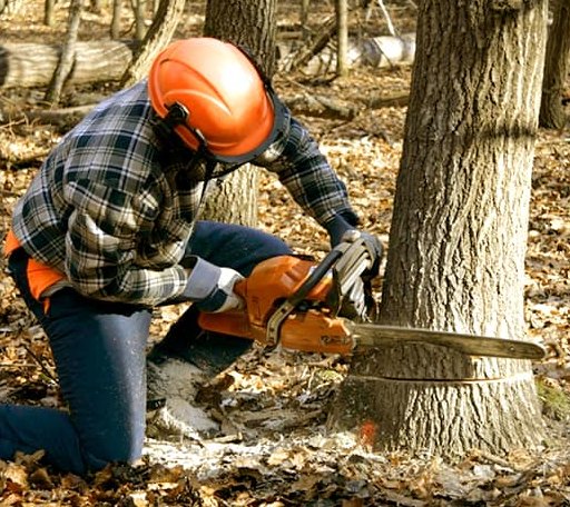 Tree Removal in Corrigan, TX